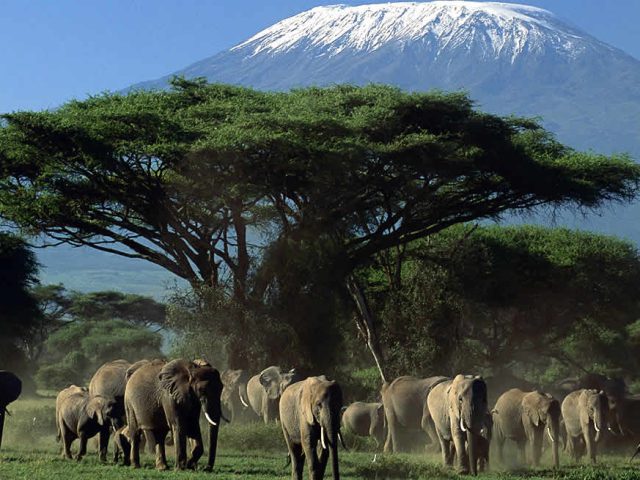 https://babaholidays.unicorntechnology.co/wp-content/uploads/2024/11/Amboseli-National-Park-640x480.jpg