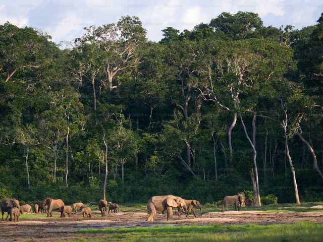 https://babaholidays.unicorntechnology.co/wp-content/uploads/2024/12/Chitwan-National-Park-2-640x480.jpeg