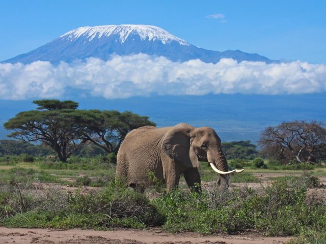 https://babaholidays.unicorntechnology.co/wp-content/uploads/2024/12/Mount-Kilimanjaro-elephant-640x480.jpg