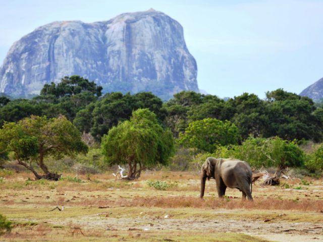 https://babaholidays.unicorntechnology.co/wp-content/uploads/2024/12/Yala-National-Park-640x480.jpg